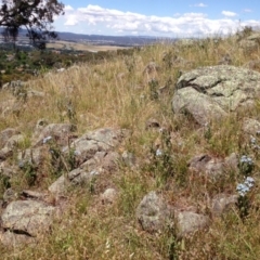 Oxypetalum coeruleum at Red Hill, ACT - 2 Dec 2015