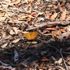 Heteronympha merope (Common Brown Butterfly) at Yarralumla, ACT - 1 Dec 2015 by Ratcliffe