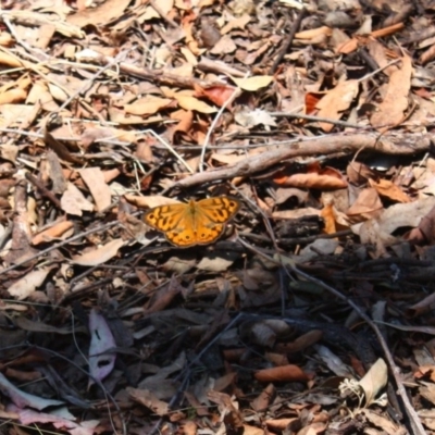 Heteronympha merope (Common Brown Butterfly) at Yarralumla, ACT - 2 Dec 2015 by Ratcliffe