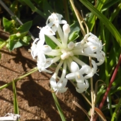 Pimelea linifolia (Slender Rice Flower) at Wambrook, NSW - 23 Nov 2015 by Mike