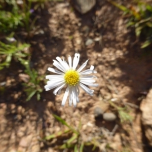 Brachyscome sp. at Wambrook, NSW - 23 Nov 2015