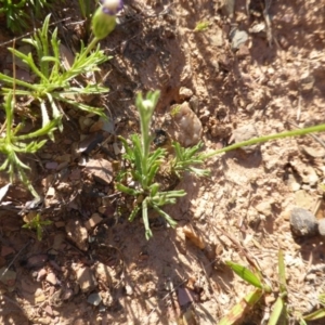 Brachyscome sp. at Wambrook, NSW - 23 Nov 2015