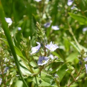 Veronica anagallis-aquatica at Wambrook, NSW - 24 Nov 2015 11:26 AM