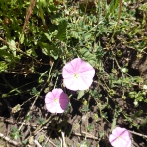 Convolvulus angustissimus subsp. angustissimus at Wambrook, NSW - 24 Nov 2015