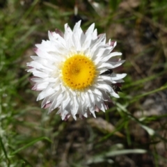 Leucochrysum alpinum (Alpine Sunray) at Wambrook, NSW - 25 Nov 2015 by Mike