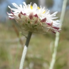 Leucochrysum alpinum at Wambrook, NSW - 25 Nov 2015 03:26 PM