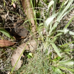 Leucochrysum alpinum at Wambrook, NSW - 25 Nov 2015