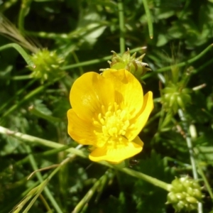 Ranunculus sp. at Wambrook, NSW - 25 Nov 2015