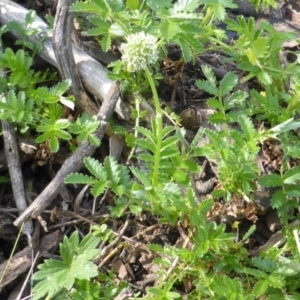 Acaena novae-zelandiae at Wambrook, NSW - 25 Nov 2015