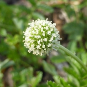 Acaena novae-zelandiae at Wambrook, NSW - 25 Nov 2015