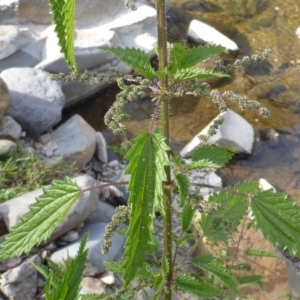 Urtica incisa at Wambrook, NSW - 25 Nov 2015 05:20 PM