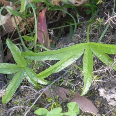 Cullen tenax (Tough Scurf-Pea) at Wambrook, NSW - 25 Nov 2015 by Mike