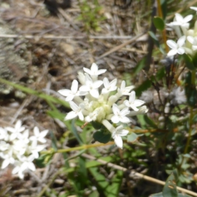 Pimelea linifolia (Slender Rice Flower) at Wambrook, NSW - 26 Nov 2015 by Mike