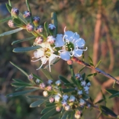 Kunzea ericoides (Burgan) at Wandiyali-Environa Conservation Area - 2 Dec 2015 by Wandiyali