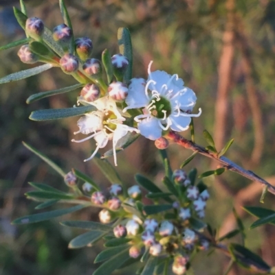 Kunzea ericoides (Burgan) at Googong, NSW - 3 Dec 2015 by Wandiyali