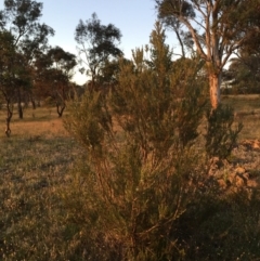 Kunzea ericoides at Googong, NSW - 3 Dec 2015