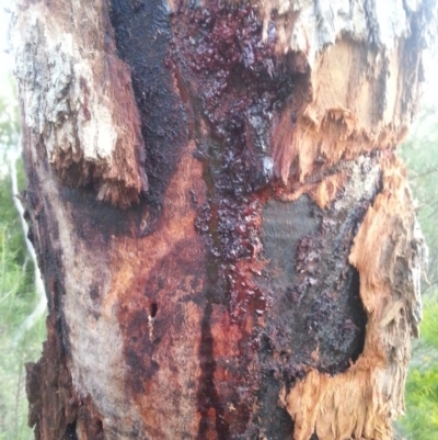 Eucalyptus bridgesiana (Apple Box) at Watson, ACT - 30 Nov 2015 by MPW