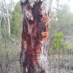 Eucalyptus bridgesiana at Watson, ACT - 30 Nov 2015 07:53 PM