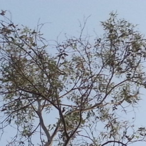 Eucalyptus bridgesiana at Watson, ACT - 30 Nov 2015 07:53 PM