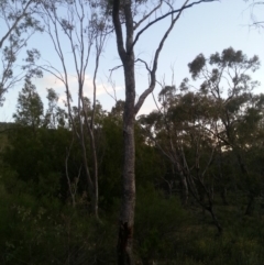 Eucalyptus bridgesiana at Watson, ACT - 30 Nov 2015 07:53 PM