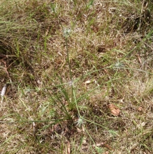 Eryngium ovinum at Acton, ACT - 3 Dec 2015