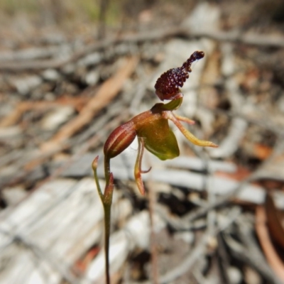 Caleana minor (Small Duck Orchid) at Aranda, ACT - 3 Dec 2015 by CathB