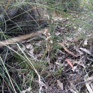 Stylidium sp. at Gungahlin, ACT - 13 Nov 2015