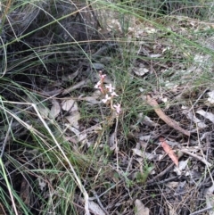 Stylidium sp. at Gungahlin, ACT - 13 Nov 2015