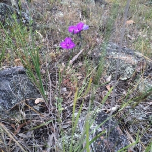 Thysanotus tuberosus subsp. tuberosus at Hawker, ACT - 28 Nov 2015 09:42 AM