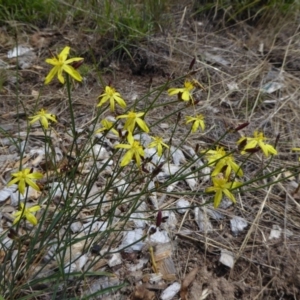 Tricoryne elatior at Molonglo Valley, ACT - 17 Nov 2015