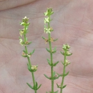 Galium gaudichaudii subsp. gaudichaudii at Bungendore, NSW - 3 Dec 2015