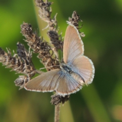 Zizina otis (Common Grass-Blue) at Paddys River, ACT - 15 Nov 2015 by michaelb