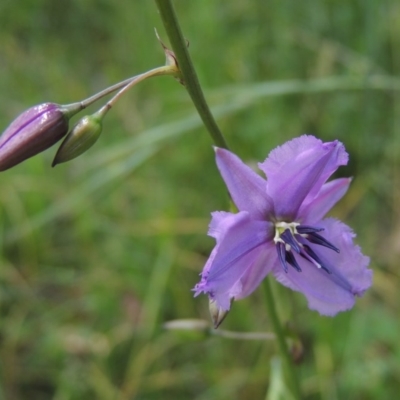 Arthropodium fimbriatum (Nodding Chocolate Lily) at Paddys River, ACT - 18 Nov 2015 by MichaelBedingfield