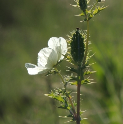 Argemone ochroleuca subsp. ochroleuca (Mexican Poppy, Prickly Poppy) at Paddys River, ACT - 18 Nov 2015 by MichaelBedingfield