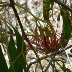 Amyema miquelii at Majura, ACT - 8 Feb 2015 12:20 PM