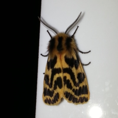 Ardices curvata (Crimson Tiger Moth) at Symonston, ACT - 4 Mar 2014 by MAX