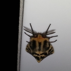 Ardices curvata at Symonston, ACT - 4 Mar 2014 11:34 PM