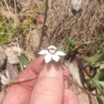 Caladenia alpina (Mountain Caps) at Cotter River, ACT - 2 Dec 2015 by gregbaines