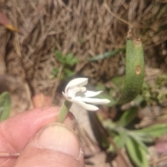 Caladenia alpina at Cotter River, ACT - 2 Dec 2015