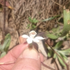 Caladenia alpina at Cotter River, ACT - 2 Dec 2015