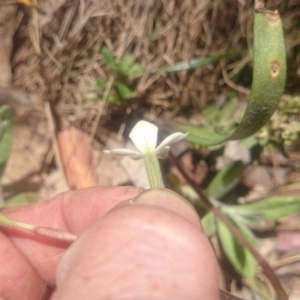 Caladenia alpina at Cotter River, ACT - 2 Dec 2015