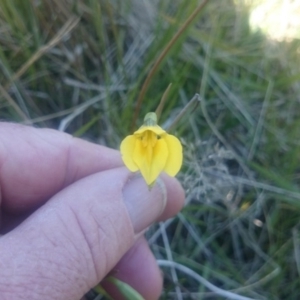 Diuris subalpina at Cotter River, ACT - suppressed