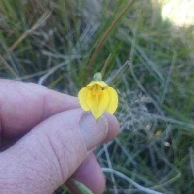 Diuris subalpina (Small Snake Orchid) at Cotter River, ACT - 1 Dec 2015 by gregbaines