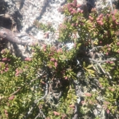 Podocarpus lawrencei at Cotter River, ACT - 2 Dec 2015