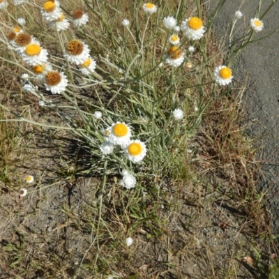 Ammobium alatum (Winged Everlasting) at Pialligo, ACT - 4 Dec 2015 by MichaelMulvaney