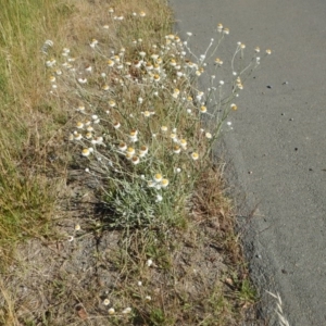 Ammobium alatum at Pialligo, ACT - 4 Dec 2015 12:00 AM