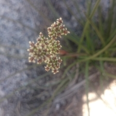 Aciphylla simplicifolia (Mountain Aciphyll) at Cotter River, ACT - 2 Dec 2015 by gregbaines