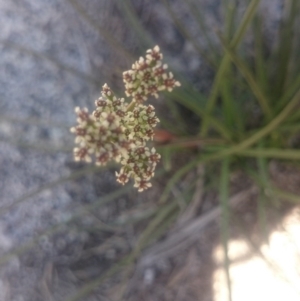 Aciphylla simplicifolia at Cotter River, ACT - 2 Dec 2015