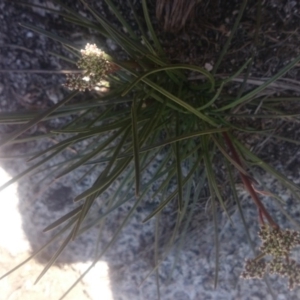 Aciphylla simplicifolia at Cotter River, ACT - 2 Dec 2015