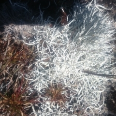 Thamnolia vermicularis (Whiteworm Lichen) at Namadgi National Park - 3 Dec 2015 by gregbaines